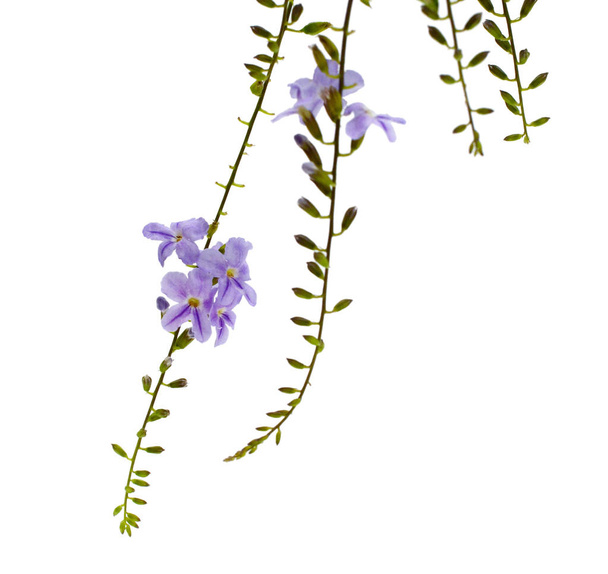 Purple flowers isolated on a white background.  - Zdjęcie, obraz
