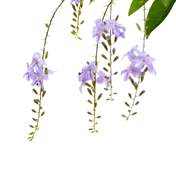 Purple flowers isolated on a white background.  - Φωτογραφία, εικόνα