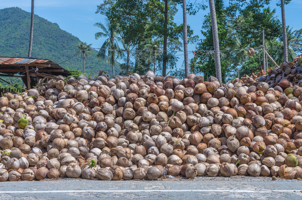 ココナッツ オイル産業通りの横にココナッツのスタック - 写真・画像