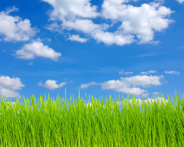 yeşil çimen ve gökyüzü - Fotoğraf, Görsel