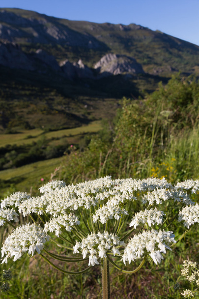 bílý wildflower - Fotografie, Obrázek