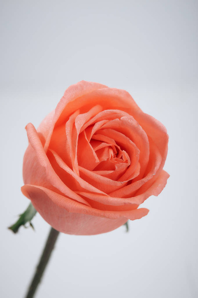 close up of blurry pink rose on white - Photo, Image