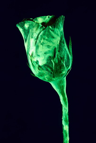 Flower  with neon glow on background.Selective focu - Foto, Bild