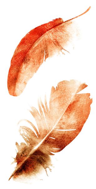 Watercolor feathers, isolated on white background - 写真・画像