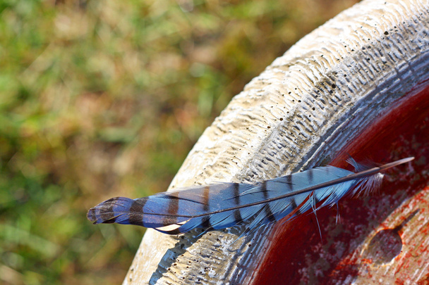 Blue Jay Feather sinistra su Stone Birdbath
 - Foto, immagini