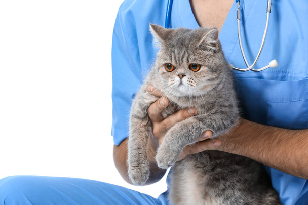 Veterinární lékař s roztomilou kočkou na bílém pozadí, detailní záběr - Fotografie, Obrázek
