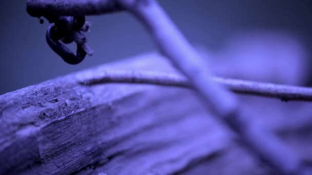 Il lombrico striscia nella foresta sempreverde di notte
 - Filmati, video