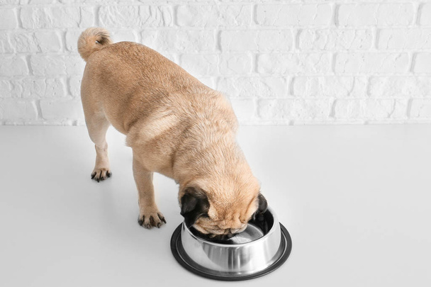 Cute pug dog eating from bowl near white brick wall - Photo, image