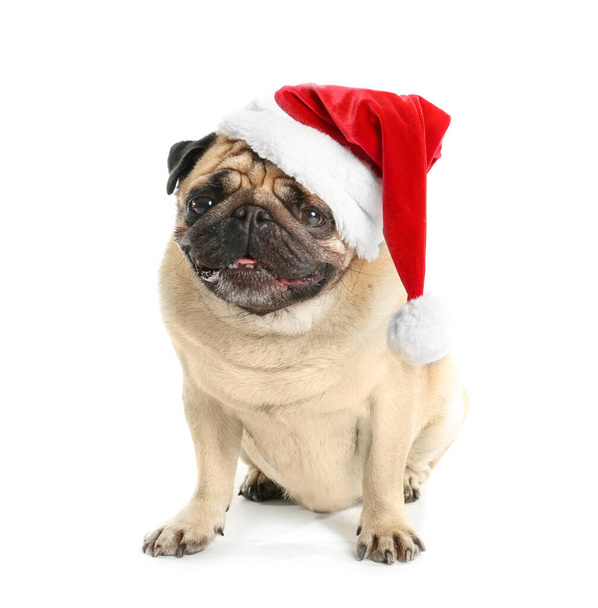 Carino cane carlino in cappello di Babbo Natale su sfondo bianco - Foto, immagini