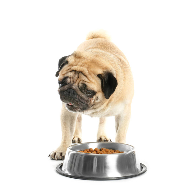 Söpö mopsi koira ja kulho ruoan kanssa valkoisella taustalla
 - Valokuva, kuva