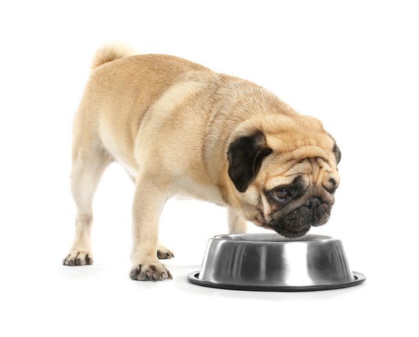 Cute pies mops jedzenie z miski na białym tle - Zdjęcie, obraz