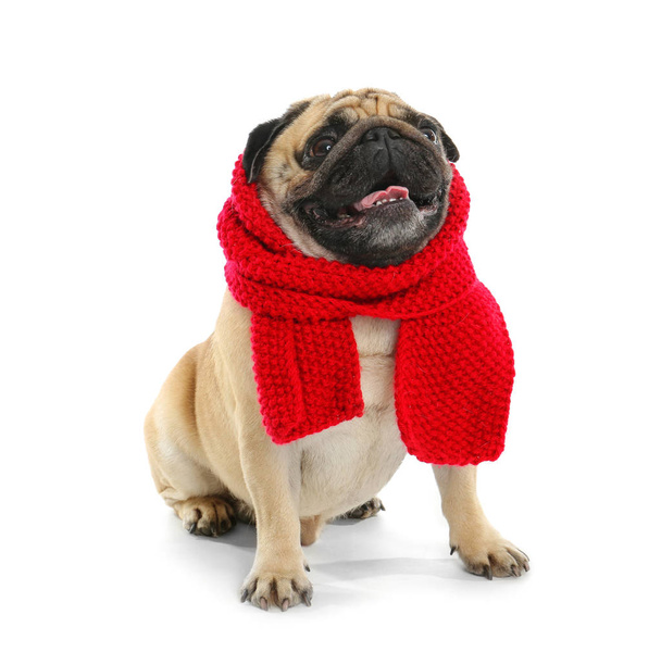 Cute pug dog in warm scarf on white background - 写真・画像