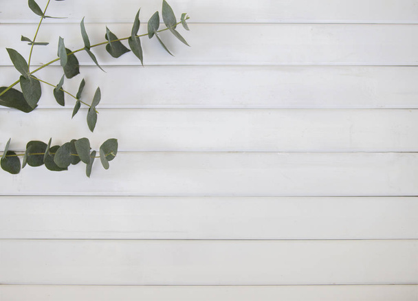 Белый деревянный фон с листьями эвкалипта
 - Фото, изображение