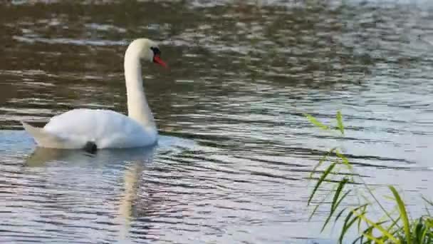Swan swim on the surface of a river next to green  water plants. - Footage, Video
