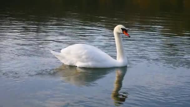 White swan sails the river. - Footage, Video