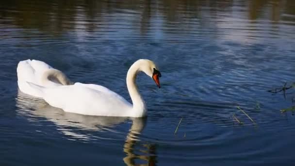 Білі лебеді їдять водяні рослини. Лебеді на річці.  - Кадри, відео