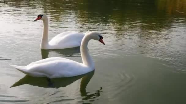 Twee witte zwaan in een watergolven met staart. - Video