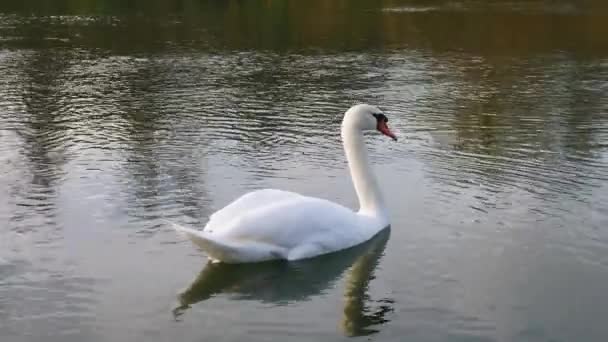 Bílá labuť plovoucí na řece.  - Záběry, video