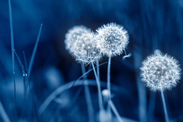 Beautiful white fluffy dandelion flowers among green grass meadow with blurred backgdrop. Summer or autumn nature bright natural background. Trendy color year 2020 classic blue toned - Photo, Image