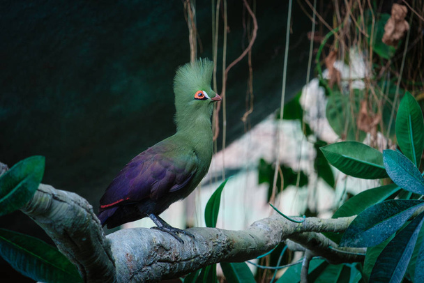a zöld turaco madár a zöld parkban - Fotó, kép