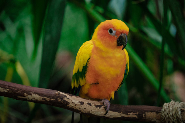 Yeşil Dubai Gezegeni 'nde tropik sarı kuş - Fotoğraf, Görsel