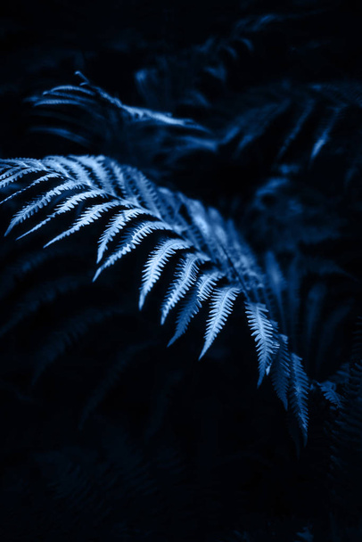 beautiful background with fern leaf in a dark forest - Фото, изображение
