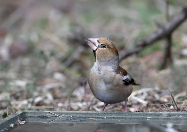 Ongewoon close-up hawfinch (Coccothraustes coccothraustes). De vogel werd neergeschoten in de buurt van ongewone drinkhoeken. - Foto, afbeelding