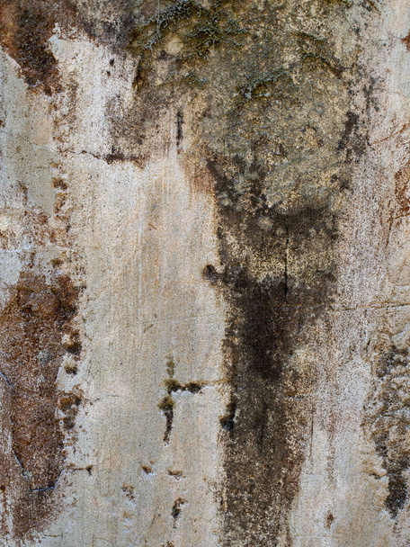 Texture of concrete wall with moss. - Valokuva, kuva