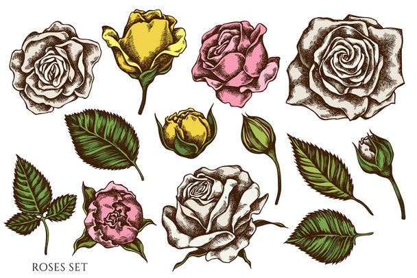 Vector set of hand drawn colored roses stock illustration - Vector, afbeelding