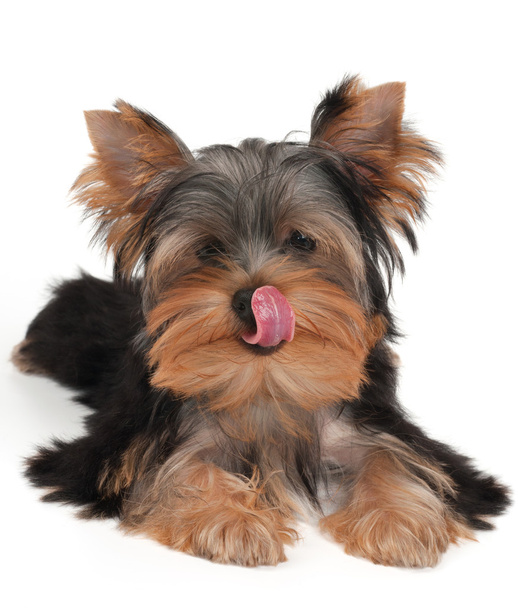 Puppy licks - Photo, Image