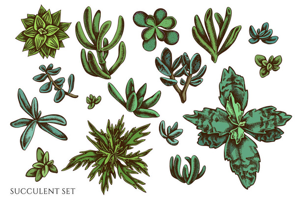 Vector set of hand drawn colored  succulent stock illustration - Vector, imagen