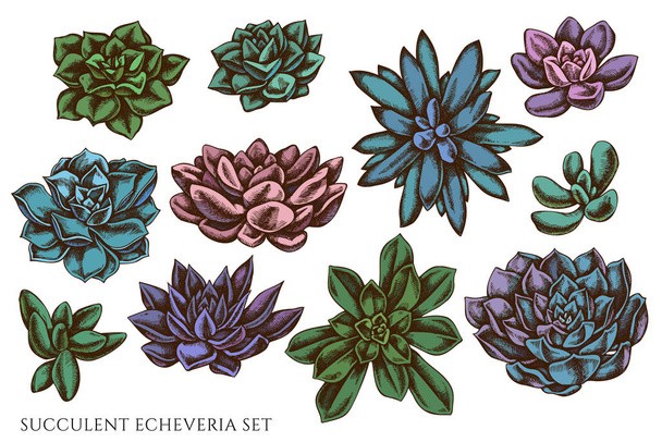 Vector set of hand drawn colored  succulent echeveria stock illustration - Vector, Imagen