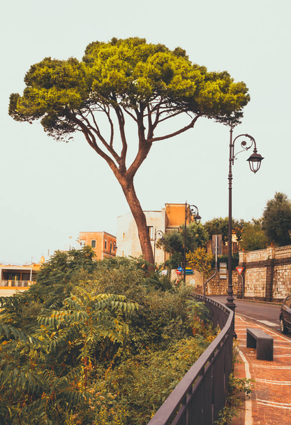 A cozy old Italian street with a lonely pine tree - Photo, image