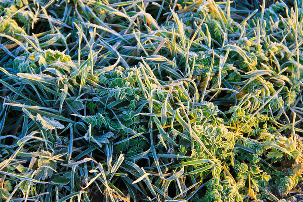 Der erste Morgenfrost auf einer grünen Pflanze - Foto, Bild