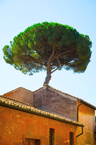 Italian Stone Pines tree - Pinus Pinea - behind old historical building - Photo, Image