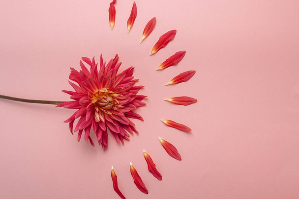pink flower on a pink background. female health concept. A reference to tenderness, care and kindness. - Foto, Imagem