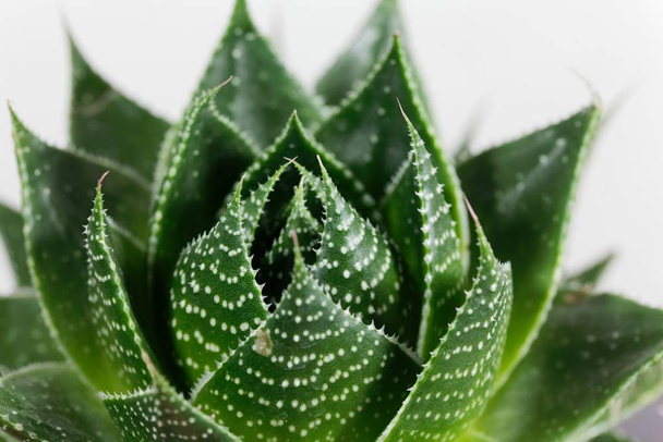 Folhas do Aloe aristata v cosmo
 - Foto, Imagem