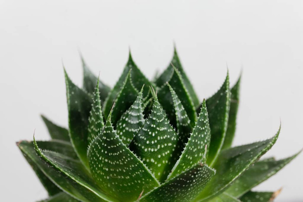 Leaves of the Aloe aristata v cosmo - Foto, Imagem