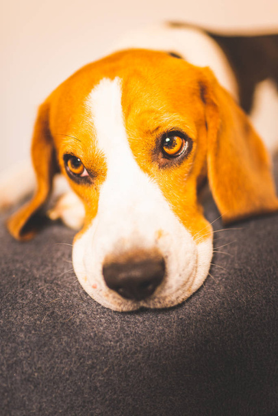 Cane beagle addormentato sul divano. Giornata pigra sul divano
 - Foto, immagini