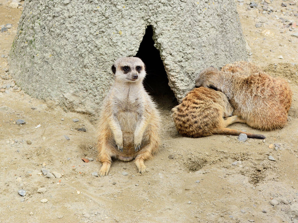 un groupe de suricates surveille la situation
 - Photo, image