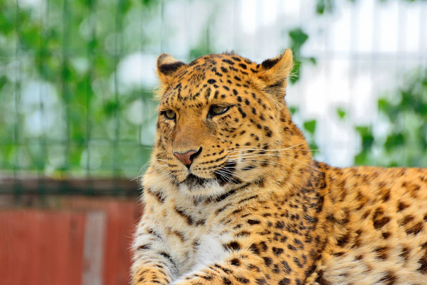 Veszélyeztetett amur leopárd pihen a természet élőhelyén. Vad anim - Fotó, kép