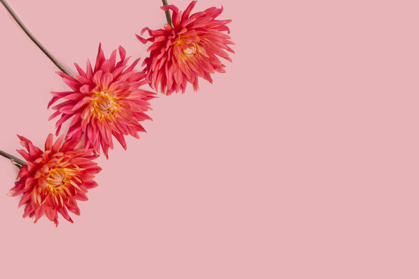 pink flower on a pink background. female health concept. A reference to tenderness, care and kindness. - Zdjęcie, obraz