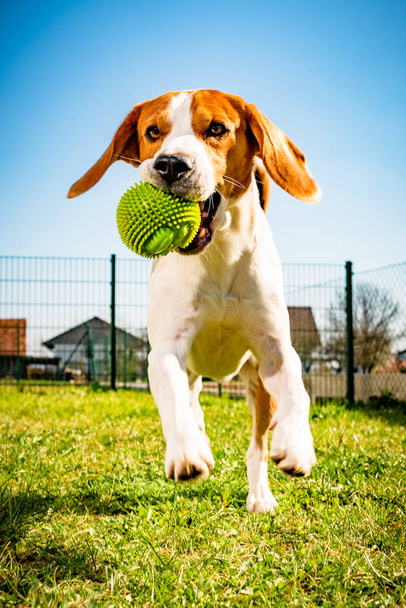 Cão beagle correndo em direção à câmera com bola verde
 - Foto, Imagem