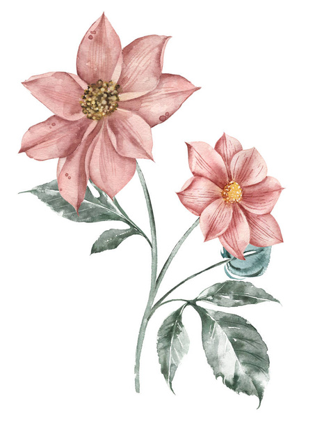 Botanical illustration of peach blossom dahlia flower. Watercolor. - Photo, Image