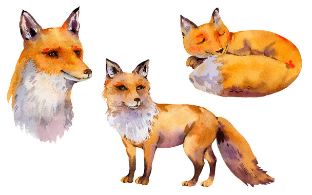 水彩の森狐、肖像狐、寝狐、ナのセット - 写真・画像