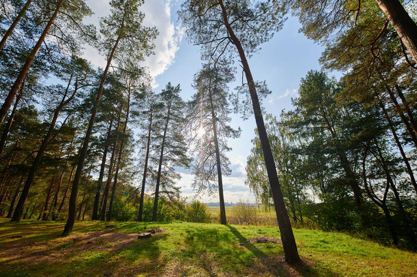 Sunny european forest landscape on a summer day with green trees - Fotó, kép