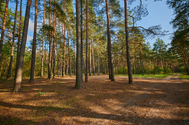 Sunny european forest landscape on a summer day with green trees - Φωτογραφία, εικόνα