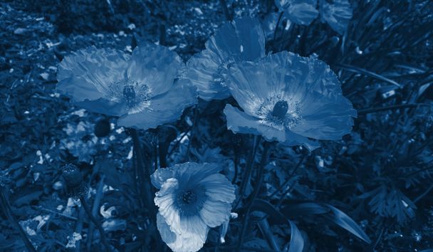 Poppy flowers toned in deep classic blue color, floral trendy ba - Zdjęcie, obraz