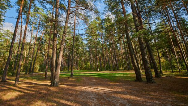 Sunny european forest landscape on a summer day with green trees - Photo, Image