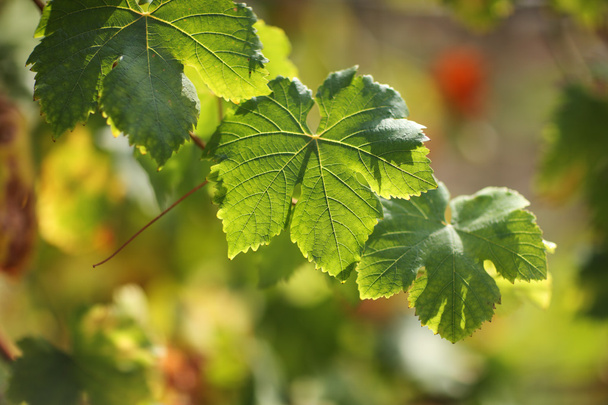 Grape leaves - Zdjęcie, obraz